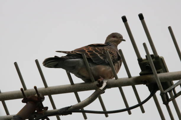 istock turtledove on an antenna 1128245835
