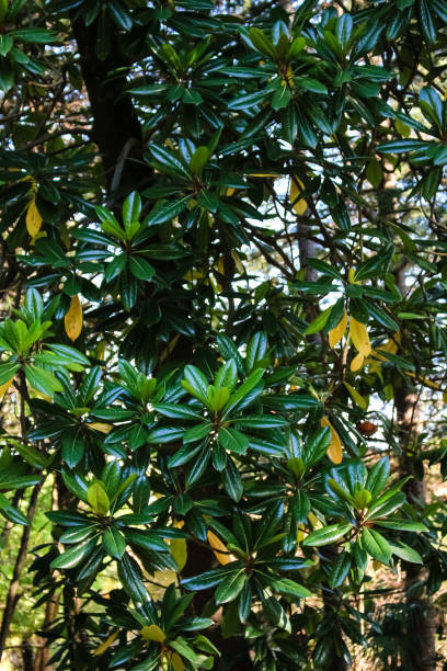 istock Green tree with large magnolia leaves 1128246289