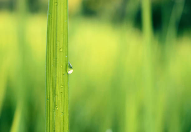 Drops of water on rice leaves in the fields