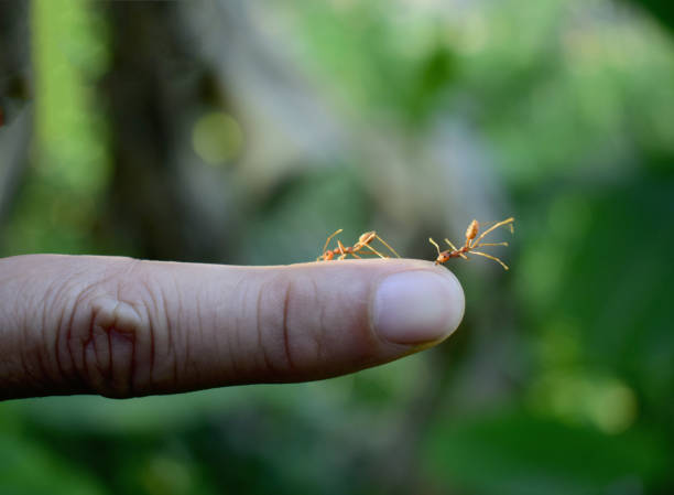 la formica rossa morde il dito umano. - men male military beautiful foto e immagini stock