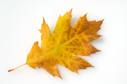 Quercus; Robur, autumn leaf