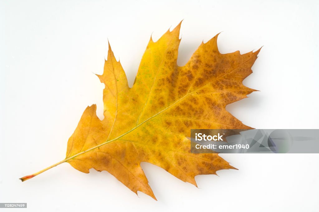 Quercus; Robur, autumn leaf Autumn Stock Photo
