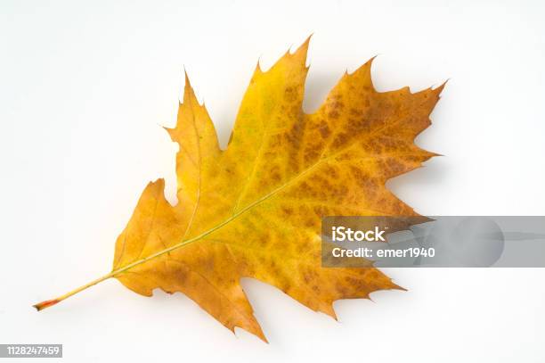 Quercus Robur Autumn Leaf Stock Photo - Download Image Now - Autumn, Branch - Plant Part, Cut Out