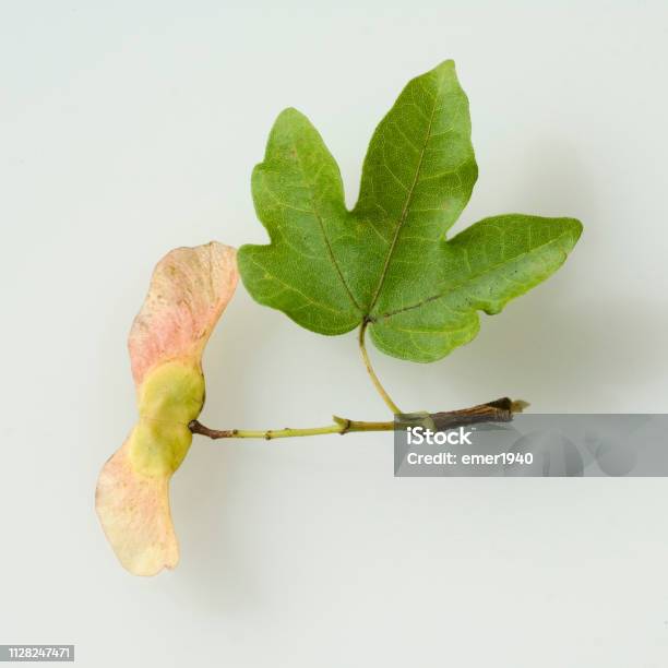 Field Maple Fruit Flown Stock Photo - Download Image Now - Maple Tree, Autumn, Cut Out