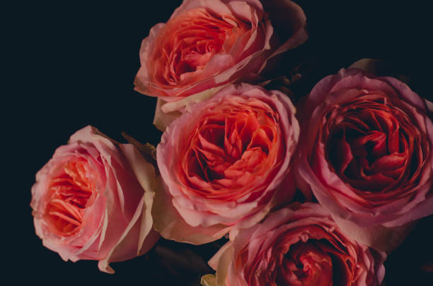 istock Beautiful bouquet of fresh peach-colored roses. 1128247517