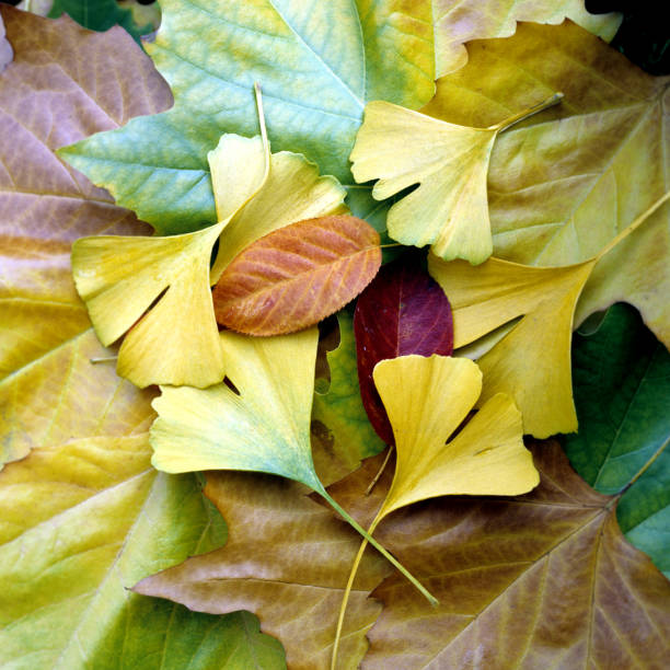 istock colorful; autumn leaves 1128247576
