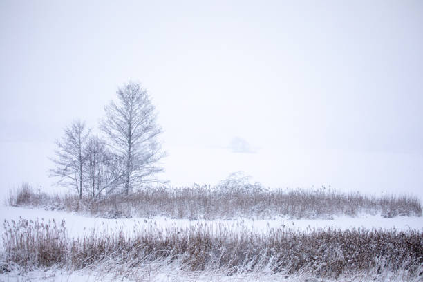 istock Dry coastal reed cowered with snow 1128247968