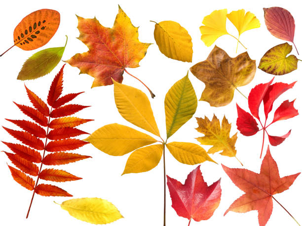 istock colorful; autumn leaves 1128248600