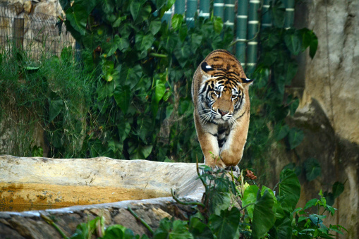 Baby amour tiger behind fences, living in captivity - Summer