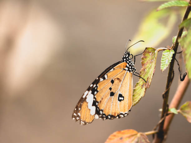 istock Close up Common tiger butterfly on tree branch and brown background 1128249238