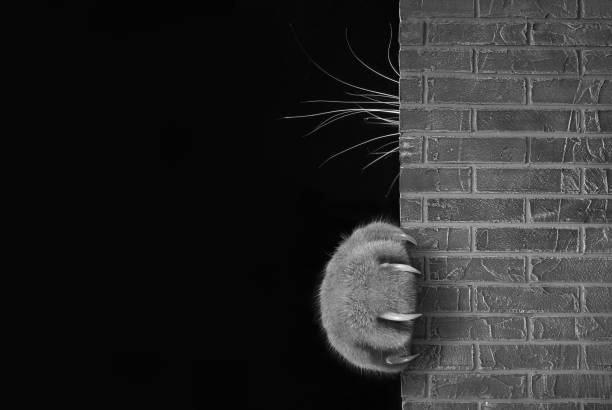 The cat hid behind the brick wall. Only his paw with long and sharp claws and his whiskers are visible. Black background.