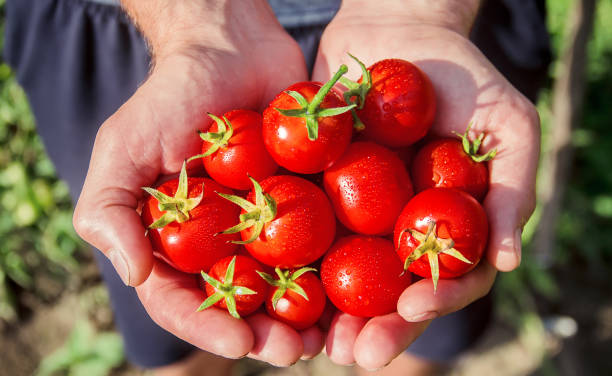 istock A man is holding homemade tomatoes in his hands. selective focus. 1128251377