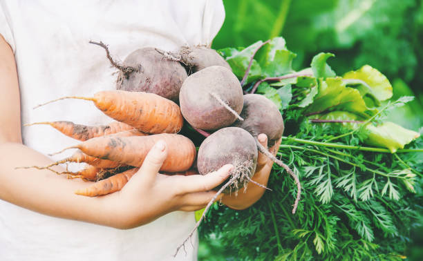 istock organic homemade vegetables harvest carrots and beets 1128251421