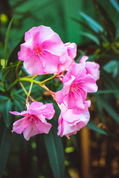 istock Pink flowers oleander blooming on the tree 1128252222
