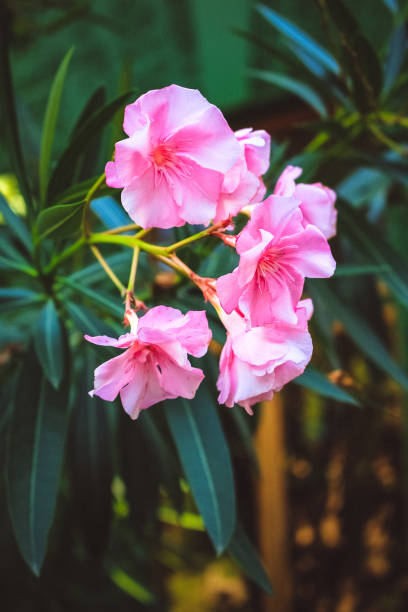 istock Pink flowers oleander blooming on the tree 1128252740