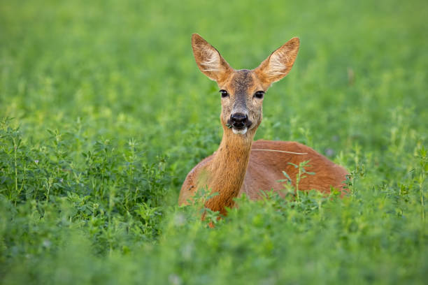 istock Roe deer doe standing out on clover field in summer 1128253280