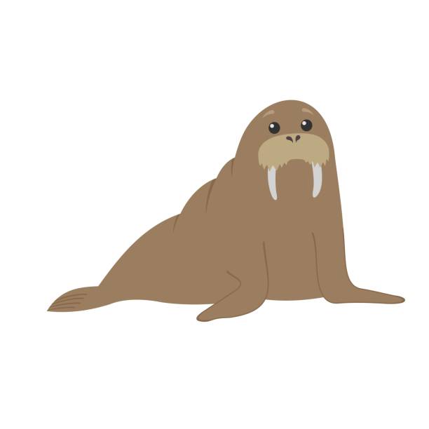 Сute cartoon walrus. Vector character. Isolated animal illustration walrus stock illustrations