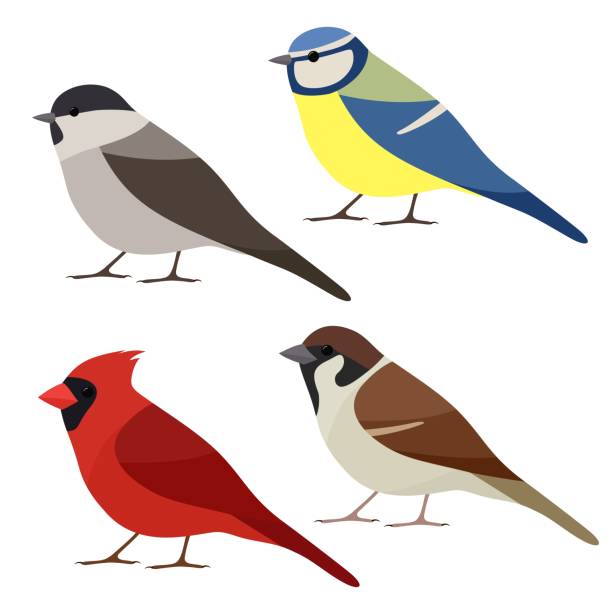 Collection of garden bird. Sparrow, Northern cardinal, Blue tit, Marsh tit isolated on white background. Colorful bird set in flat style Vector illustration parus palustris stock illustrations