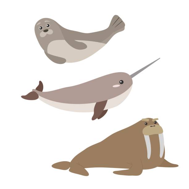 illustrations, cliparts, dessins animés et icônes de ensemble des mammifères marins mignons. seal, narval, morse. dessin animé animaux océan plat style. - narval illustrations