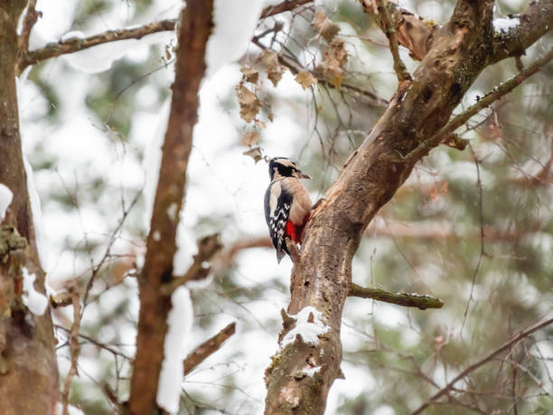 istock Great spotted woodpecker, Dendrocopos major, knocks on the bark of a tree, extracting edable insects. Bird in winter forest 1128255738
