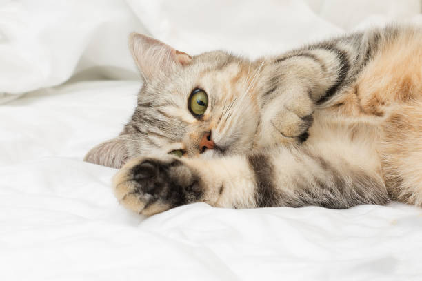 istock playful scottish breed cat poses for the camera 1128255798