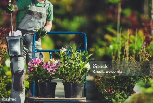 Frühlingzeitpflanzen Einkaufen Stockfoto und mehr Bilder von Gartengestaltung - Gartengestaltung, Geschäftsleben, Gärtnern