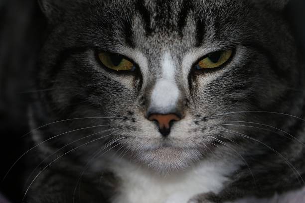 istock eyes of a beautiful cat 1128258375