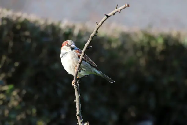 18 january 2019, Basse Yutz, Yutz, Moselle, Lorraine, France. In my garden, a male sparrow is resting on its perch.