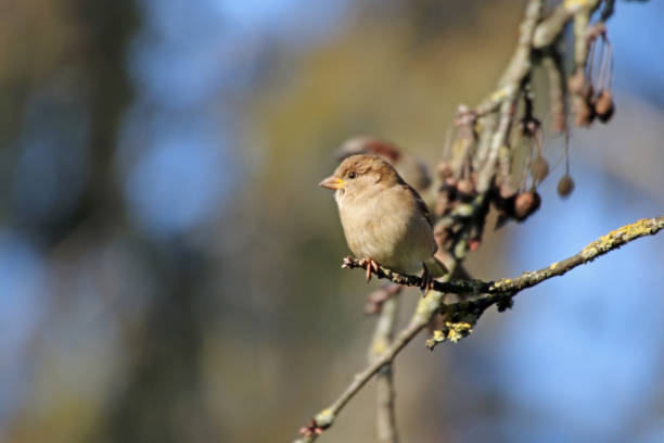istock House sparrow in my cherry tree 01. 1128258630