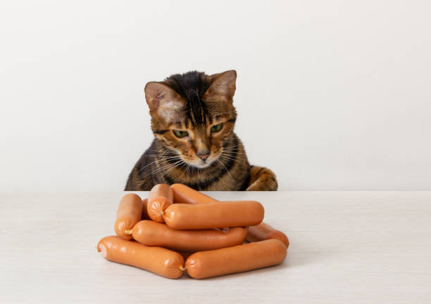 istock Hungry cat being tempted by sausages on table 1128258960