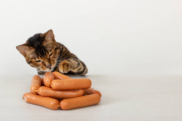 istock Cat being tempted by sausages on table 1128258965