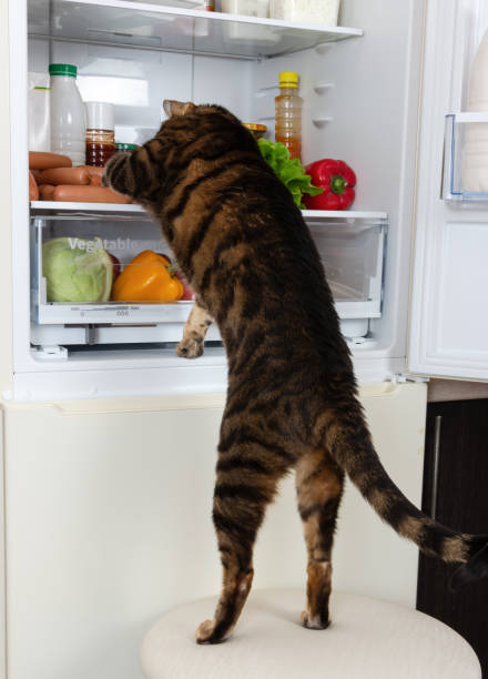 istock Cat steals sausage from the refrigerator 1128258968