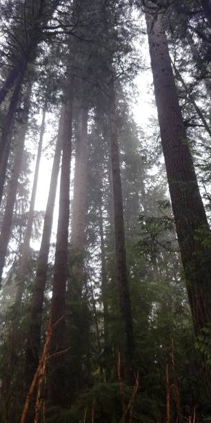 istock Misty 1128261147
