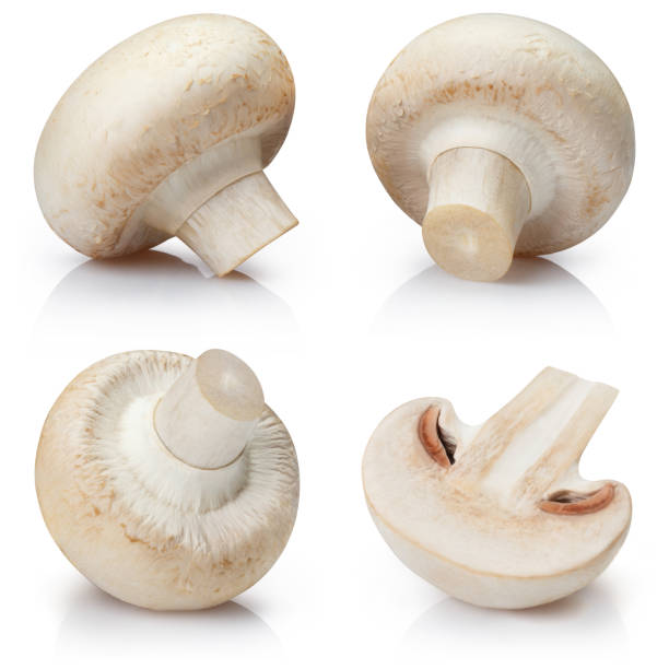 istock Mushrooms on white 1128264951