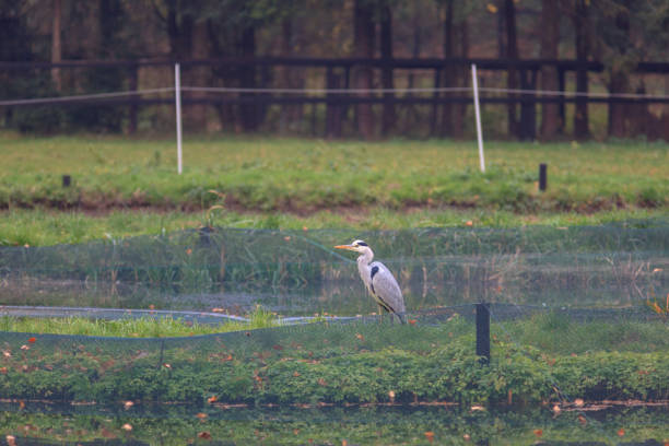 istock Grey Heron (Ardea cinerea). 1128267717