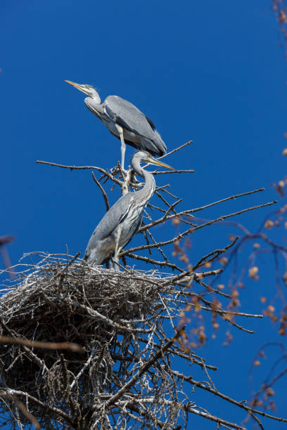 istock Grey Heron (Ardea cinerea). 1128267890