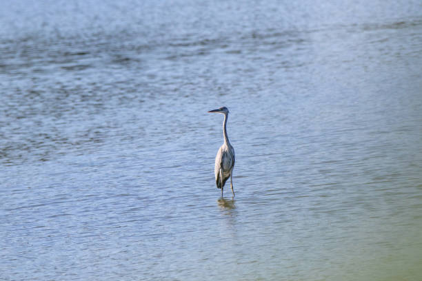 istock Grey Heron (Ardea cinerea). 1128267989