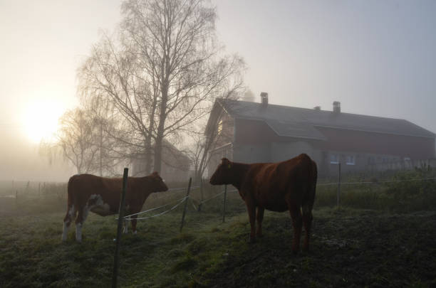 Cows in morning fog