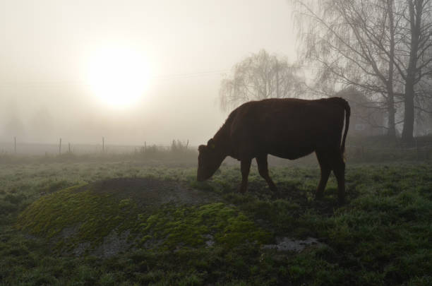 istock Cows in morning fog 1128272080