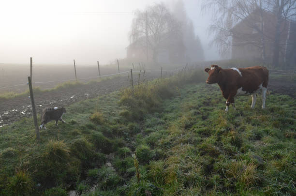 istock Cow and a cat  in morning fog 1128272108
