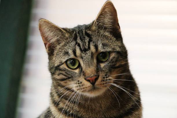 istock cat head portrait indoor 1128272583
