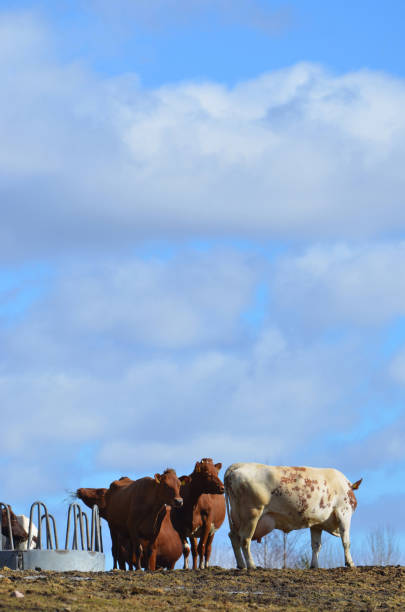 коровы собрались весной. - ayrshire cattle стоковые фото и изображения