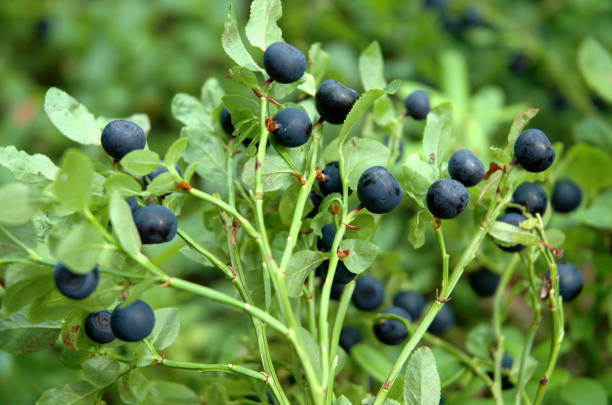 istock Blueberries growing in the nature closeup 1128274201