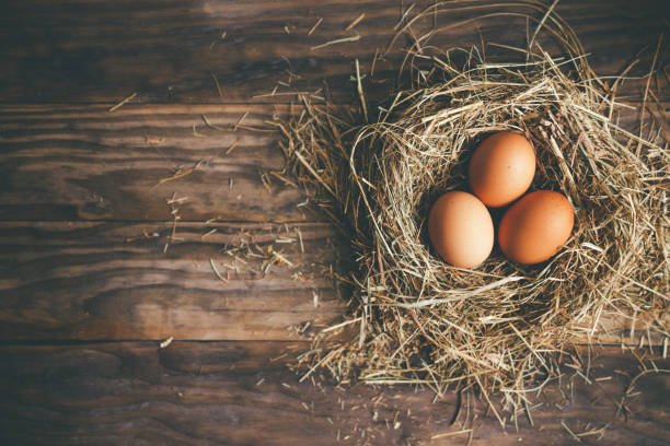 Fresh chicken eggs in the nest on a rustic background Fresh chicken eggs in hay nest on a rustic wooden background. Top view birds nest with eggs stock pictures, royalty-free photos & images