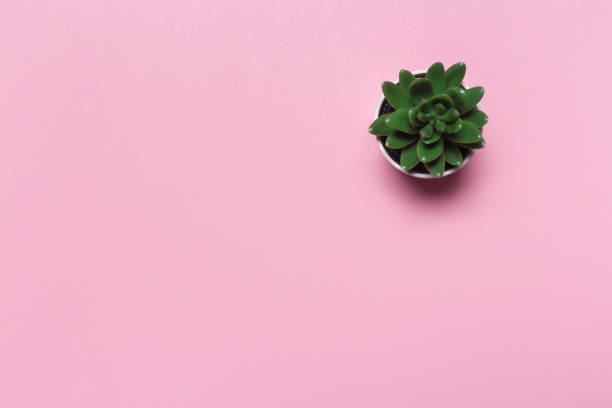istock succulents banner or header with different plants on a soft blush on pink background. top view, copyspace for your text 1128275126