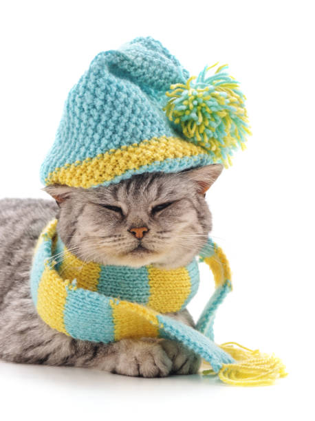 istock Kitten in a striped scarf and in the hat. 1128275151