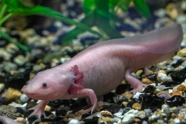 istock axolotl mexican salamander portrait underwater 1128275223