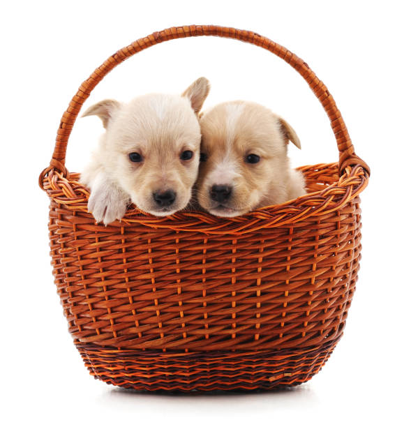 istock Two puppys in a basket. 1128276354