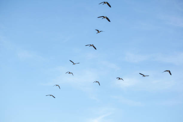 istock Wedge of geese 1128276767