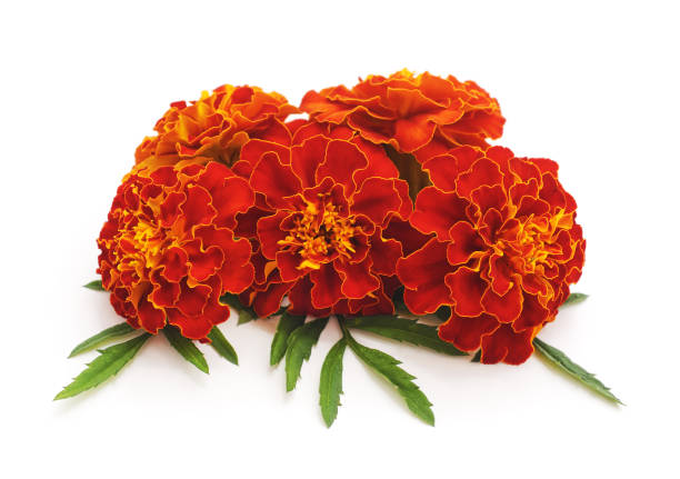 istock Bouquet of marigolds. 1128277123